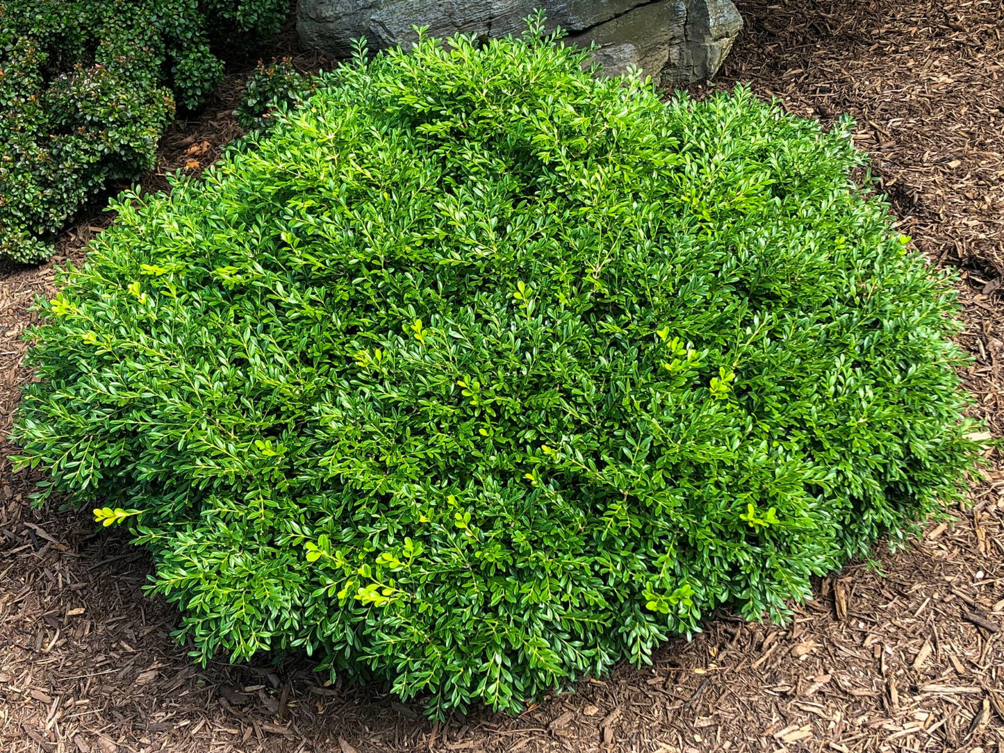 Buxus sinica var. insularis 'Franklin's Gem'