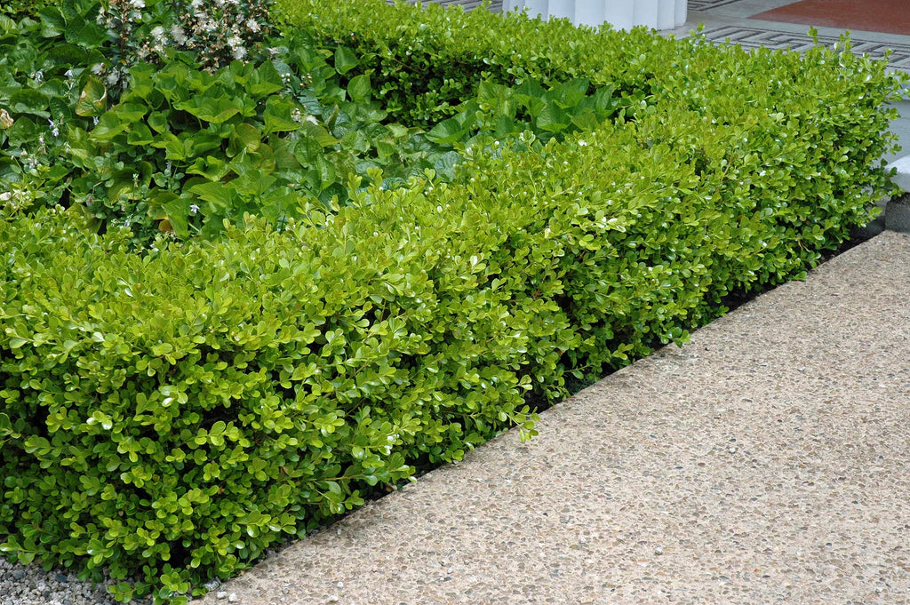 Buxus microphylla var. japonica 'Baby Jade'