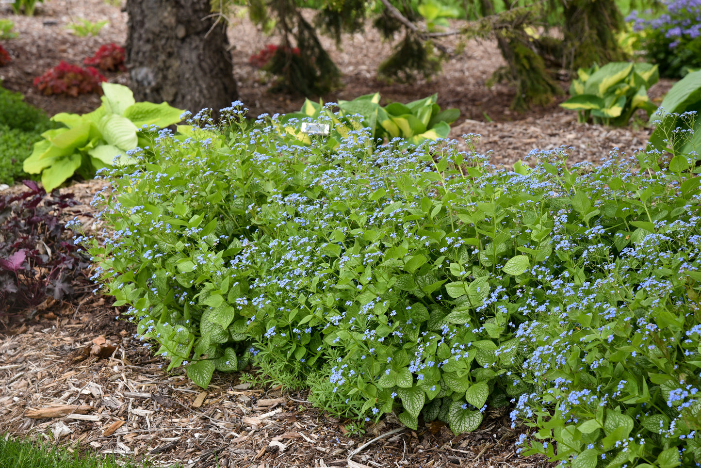 Forget-me-nots, Bigleaf / Bugloss 'Jack of Diamonds' (Brunnera)