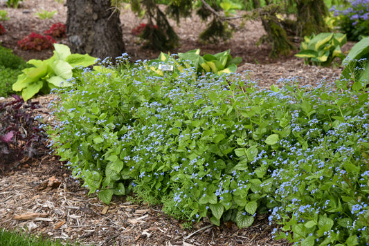 Brunnera 'Jack of Diamonds'