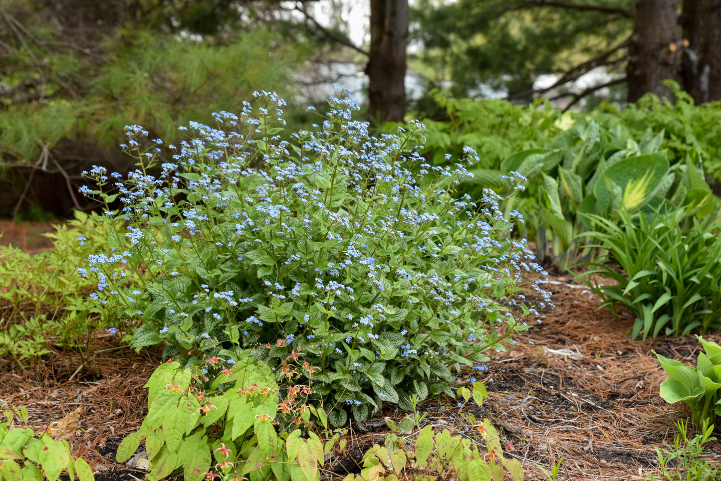 Brunnera 'Queen of Hearts'