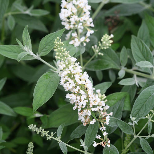 Buddleia 'Lo&Be Ice'