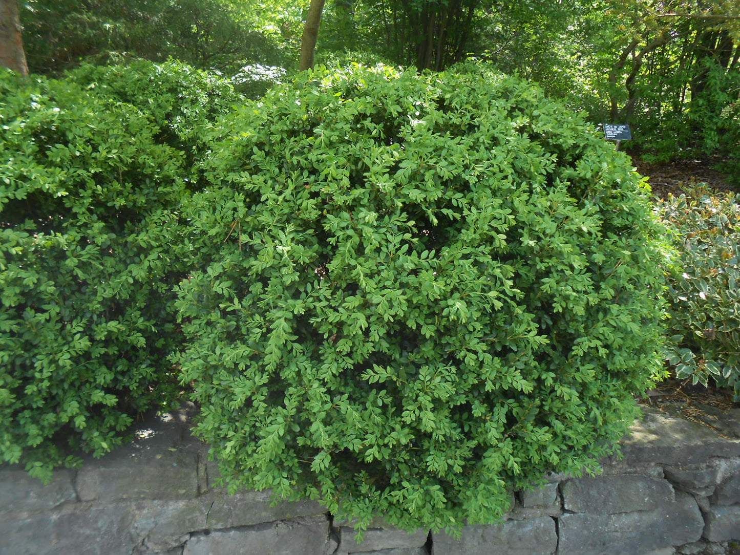 Buxus microphylla var. koreana