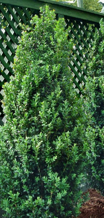 Buxus sempervirens 'Green Tower'