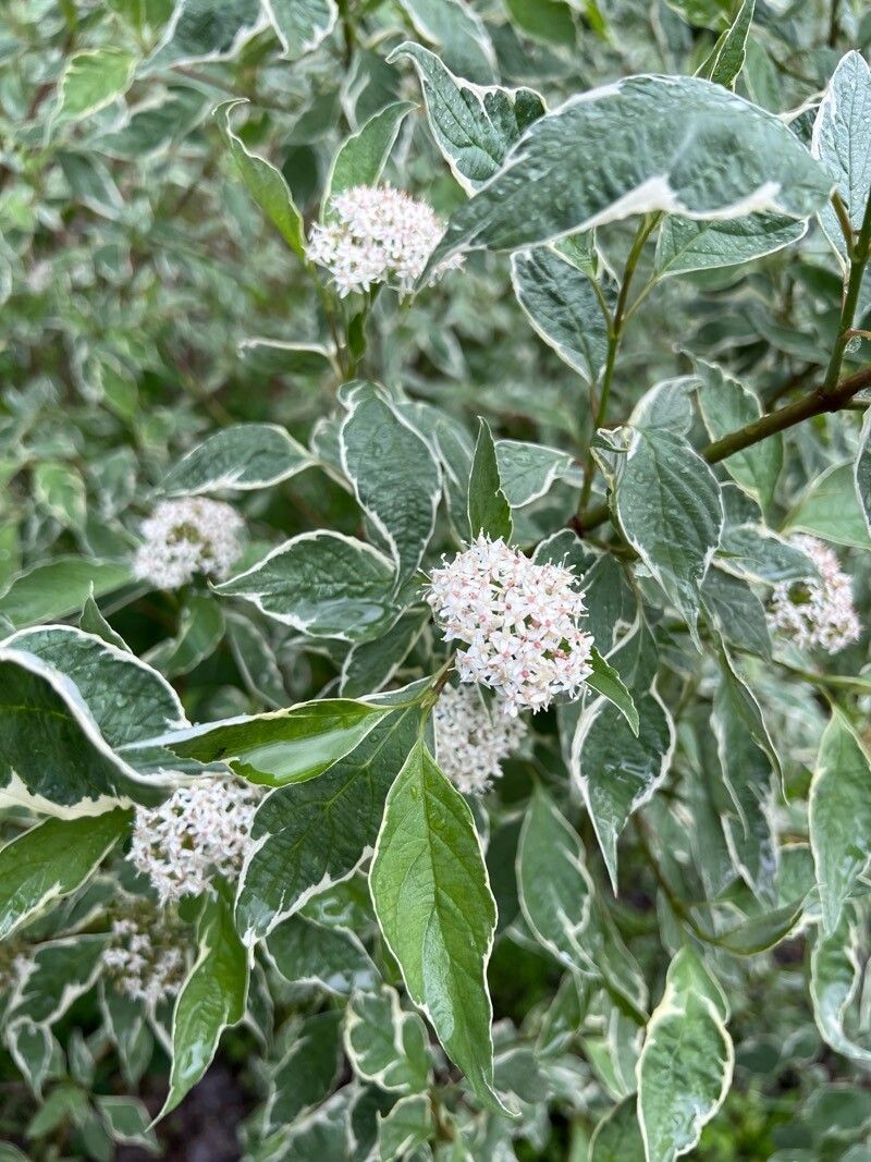 Cornus alba 'Elegantissima'