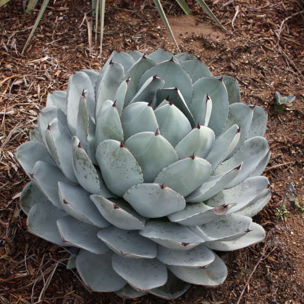 Agave parryi truncata