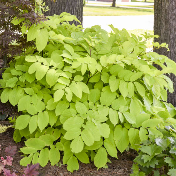 Aralia cordata 'Sun King'