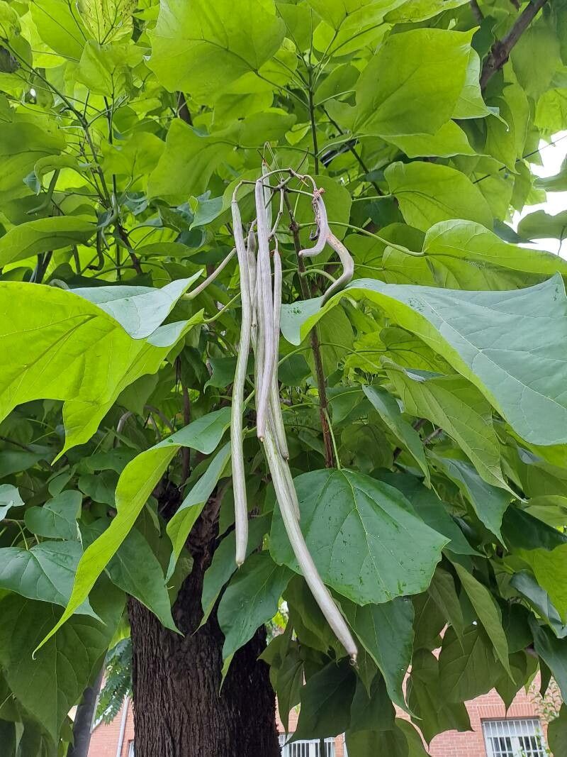 Catalpa speciosa