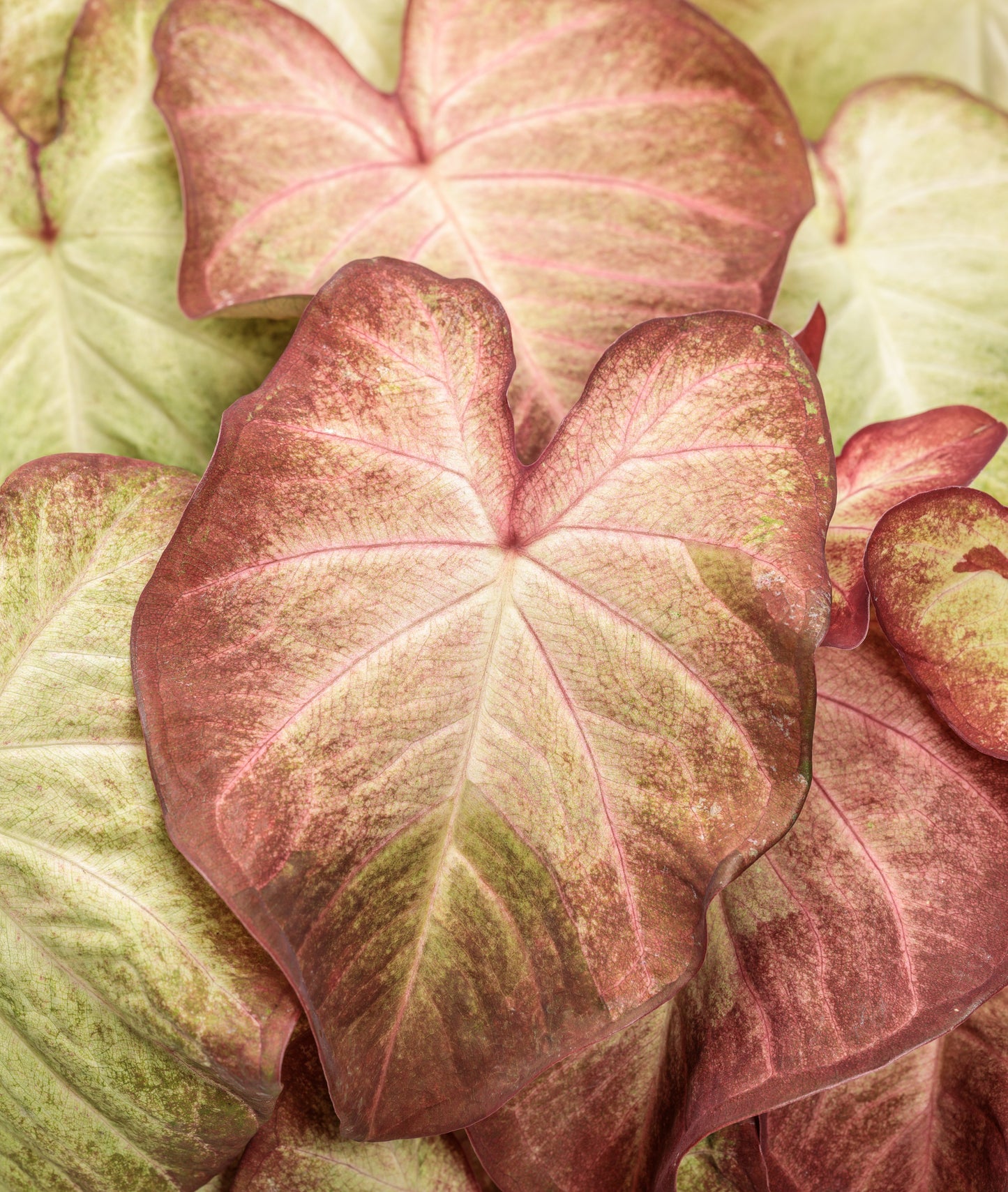Angel Wings "Heart to Heart Series" (Caladium)