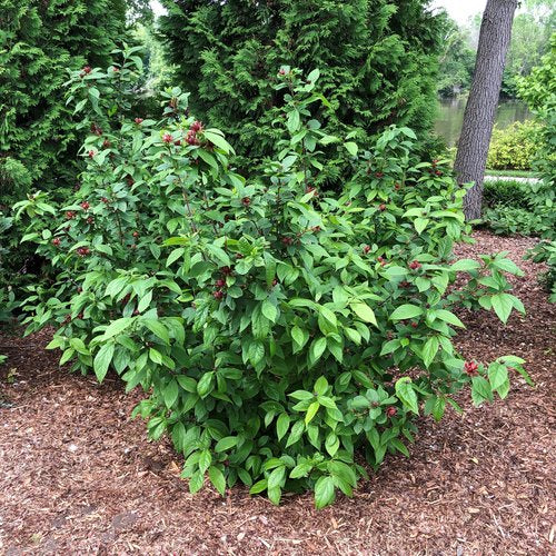 SweetShrub/ Allspice Bush 'Simply Scentsation' (Calycanthus)