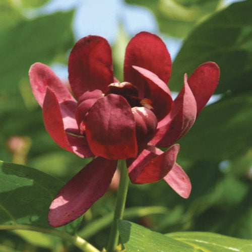 Calycanthus 'Aphrodite'