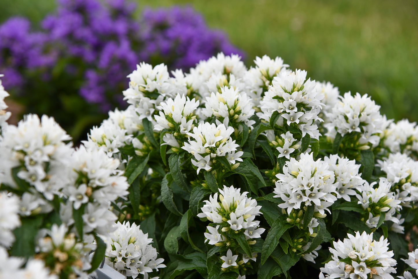 Bellflower, Clustered 'Angel Bells' (Campanula)