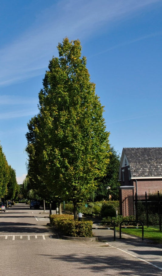 Hornbeam, European Pyramidal 'Frans Fontaine' (Carpinus)