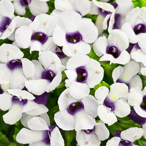 Wishbone Flower (Torenia)