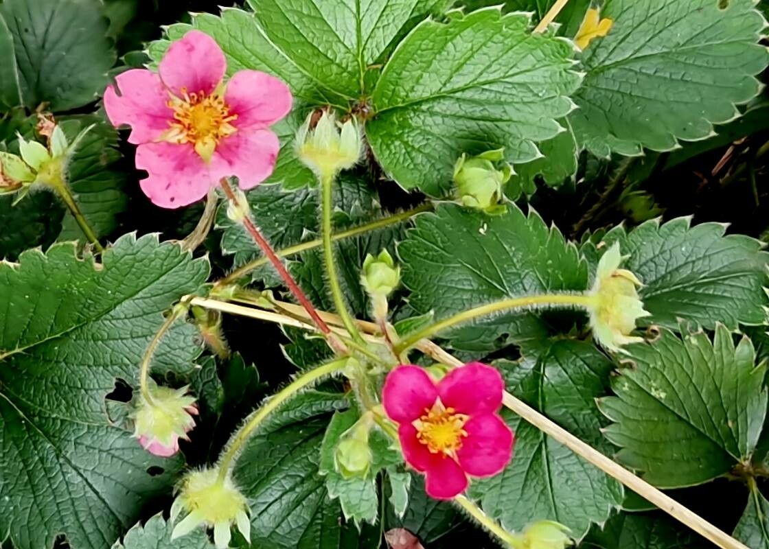 Fragaria x anan. 'Appleblossom'