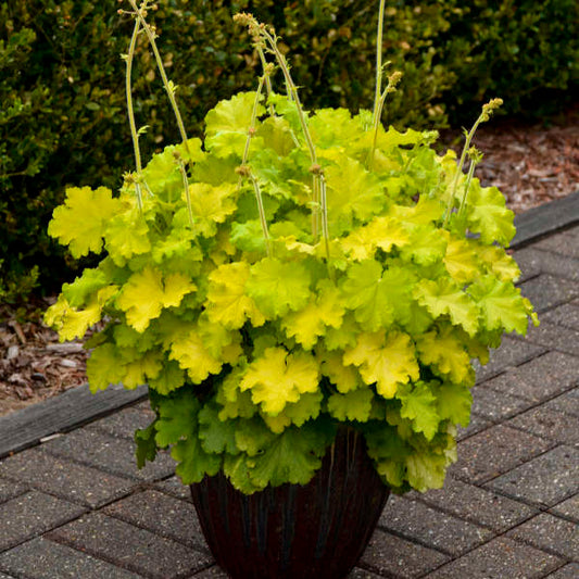 Coral Bells 'Lemon Love' (Heuchera)