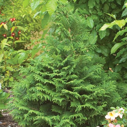 Falsecypress, Plume 'Soft Serve' (Chamaecyparis)