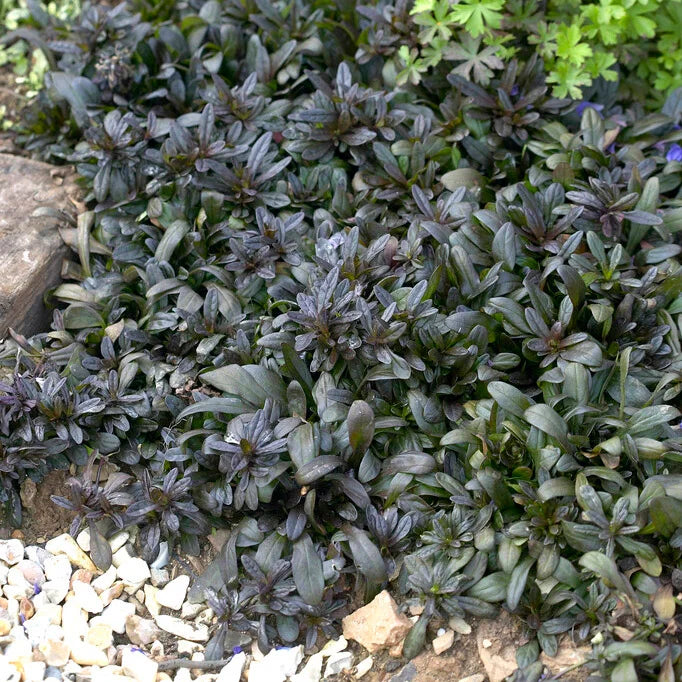 Ajuga reptans 'Chocolate Chip'