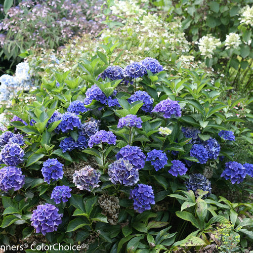 Hydrangea macrophylla 'Cityline Venice'