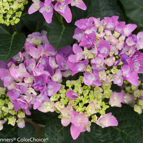 Hydrangea macrophylla 'Cityline Venice'