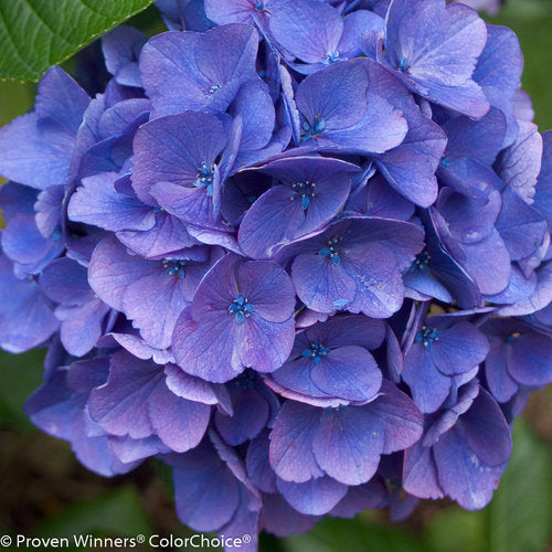 Hydrangea macrophylla 'Cityline Vienna'