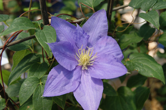 Clematis 'Raymond Evison Cezanne'