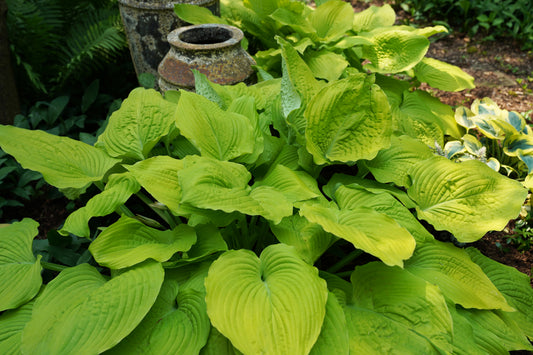 Plantain Lily 'Coast to Coast' (Hosta)