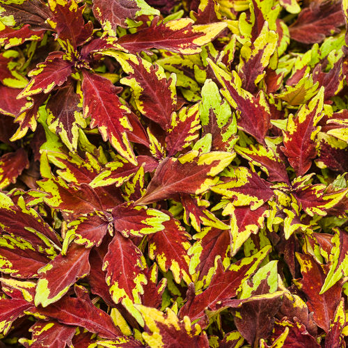 Coleus, Shade Tolerant Varieties (Plectranthus)
