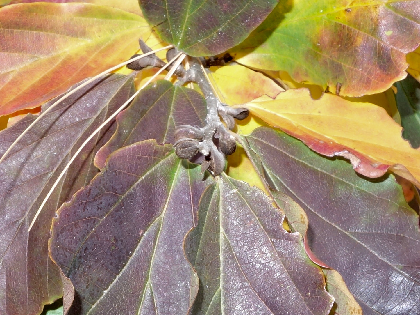 Ironwood, Persian Columnar 'Golden Bell Tower' (Parrotia)