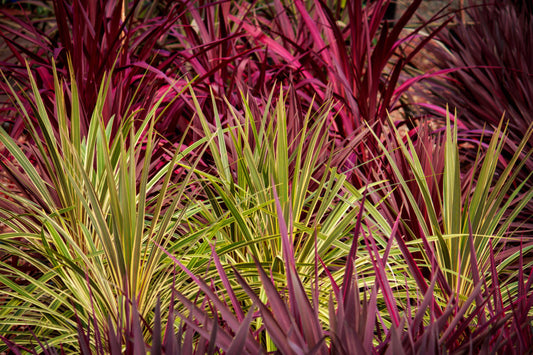 Cordyline (Assorted)