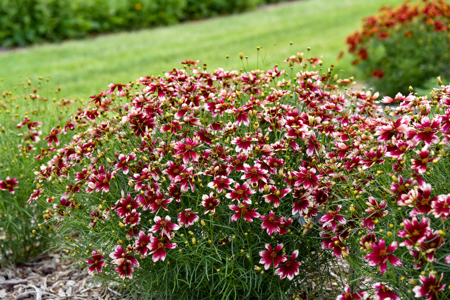 Tickseed, Whorled Threadleaf Designer Threads 'Heartstrings' (Coreopsis)