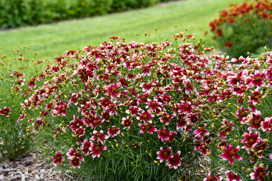 Tickseed, Whorled Threadleaf Designer Threads 'Heartstrings' (Coreopsis)
