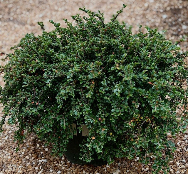 Cotoneaster, Cranberry 'Tom Thumb' (Cotoneaster)