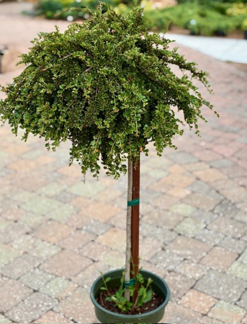 Cotoneaster, Cranberry 'Tom Thumb' (Cotoneaster) Patio Tree
