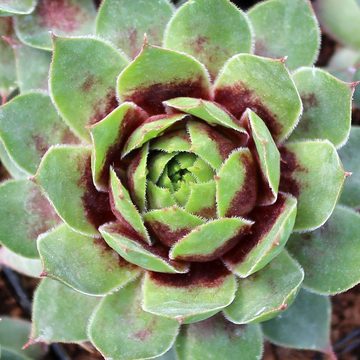 Sempervivum 'Chick Charms Cranberry Cocktail'