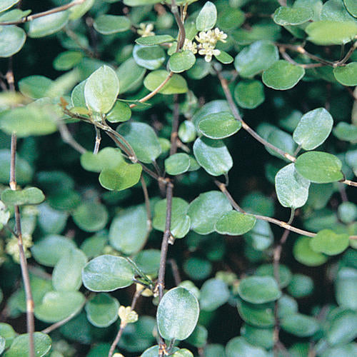 Ficus pumila