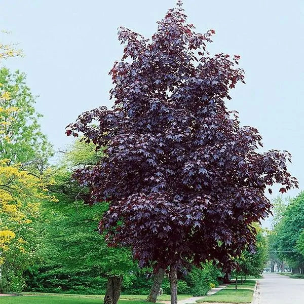 Maple, Shantung Norway Hybrid 'Crimson Sunset' (Acer)