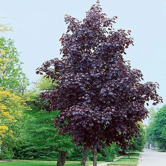 Maple, Shantung Norway Hybrid 'Crimson Sunset' (Acer)