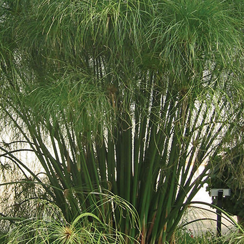 Papyrus Varieties (Cyperus)