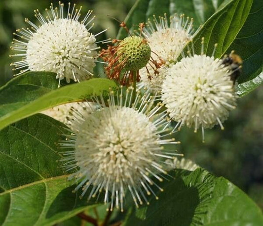 Button Bush 'Magical Moon' (Cephalanthus)