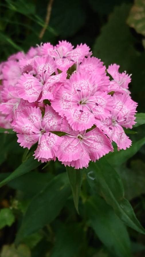 Dianthus barbatus 'Rockin Pink'