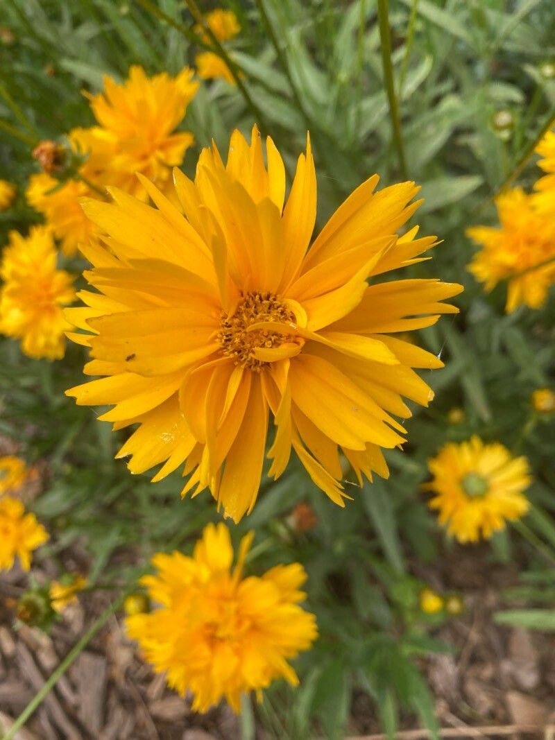 Coreopsis grandiflora 'Double the Sun'