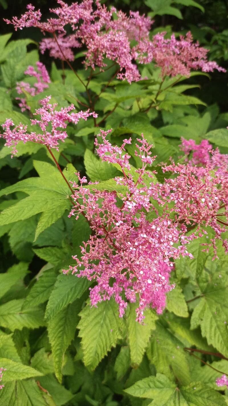 Filipendula rubra