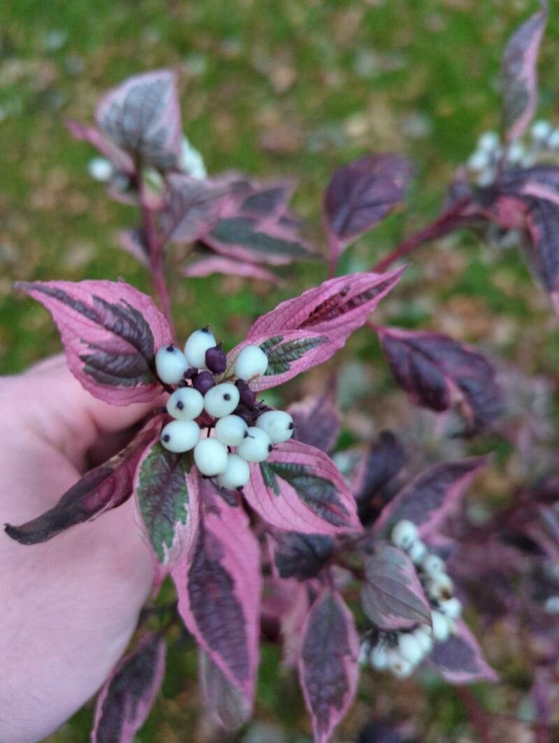 Cornus alba 'Cherry Vodka'