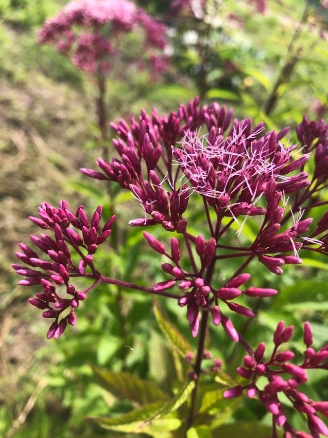 Eutrochium purpureum 'Euphoria Ruby'