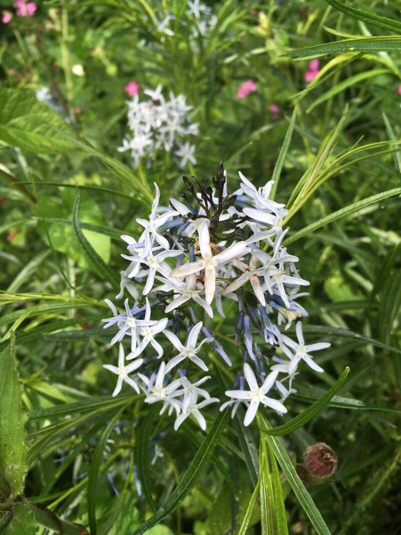 Amsonia tabernaemontana