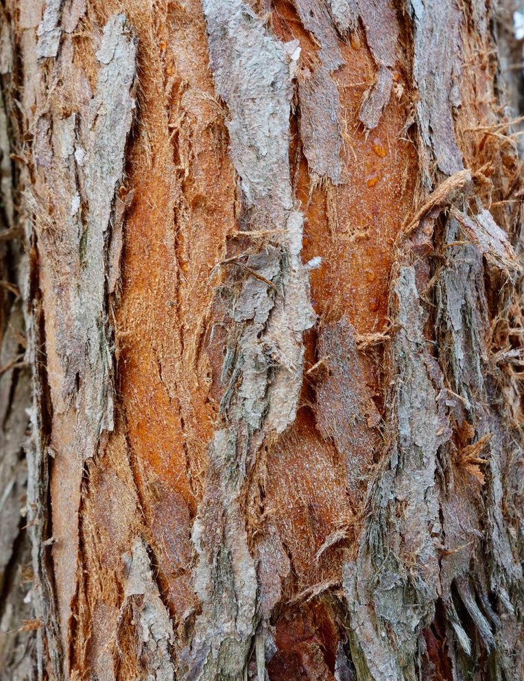 Redwood, Dawn (Metasequoia)
