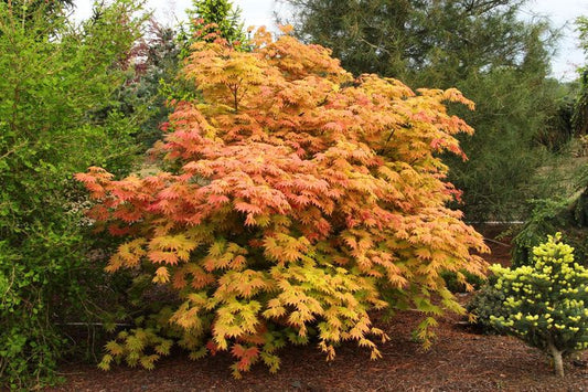 Acer shirasawanum 'Autumn Moon'