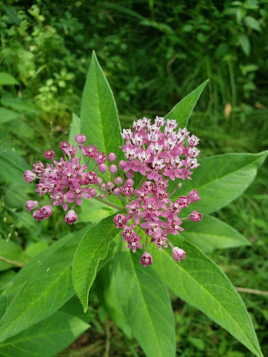 Asclepias incarnata