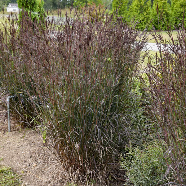 Grass, Big Bluestem 'Blackhawks' (Andropogon)